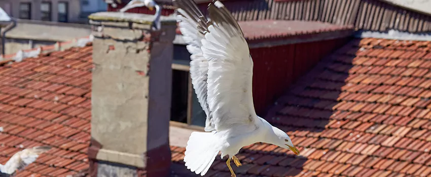 Residential Chimney Animal Removal Solution in Middletown, DE