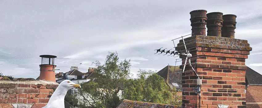 Chimney Cleaning And Restoration in Middletown, Delaware